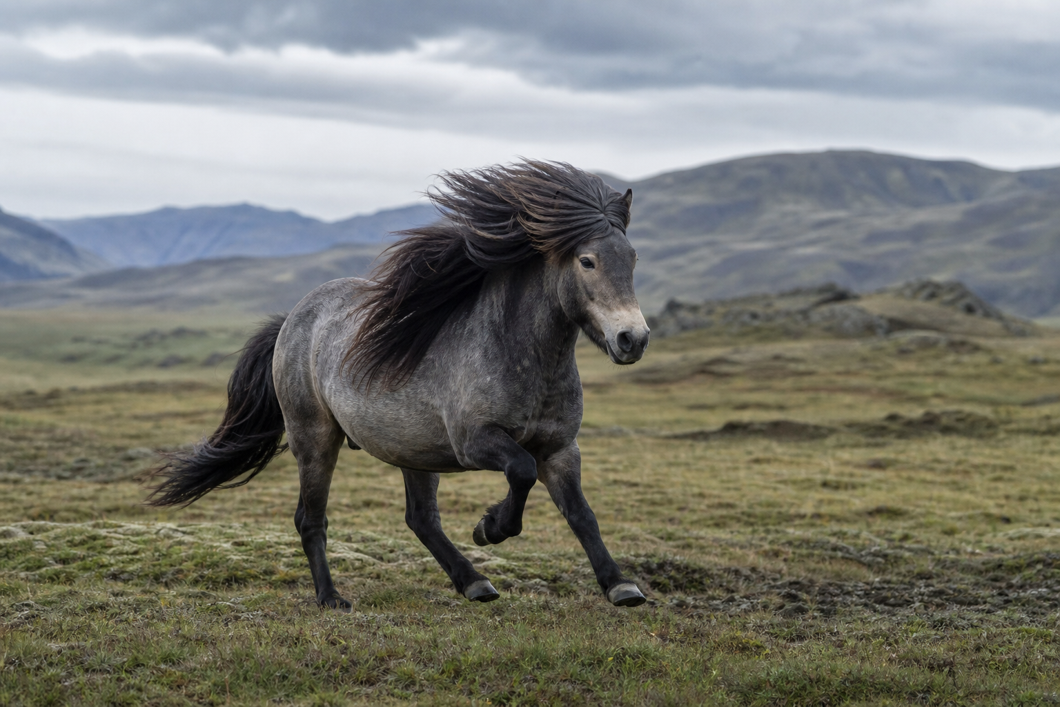 Horses grazing in a northern meadow