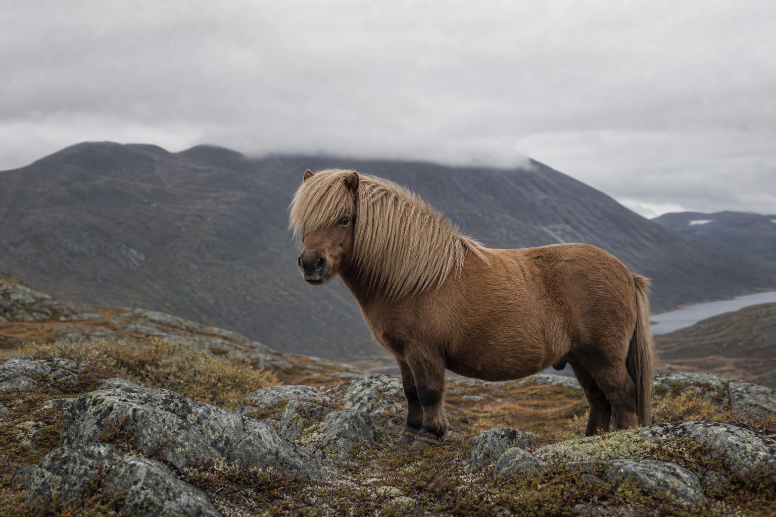 A compact northern pony on rocky mountain terrain